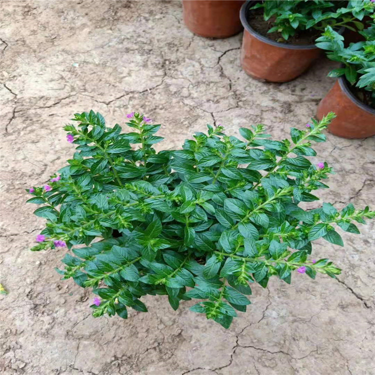 满天星价格 大量批发园林绿化 租摆观赏花批发