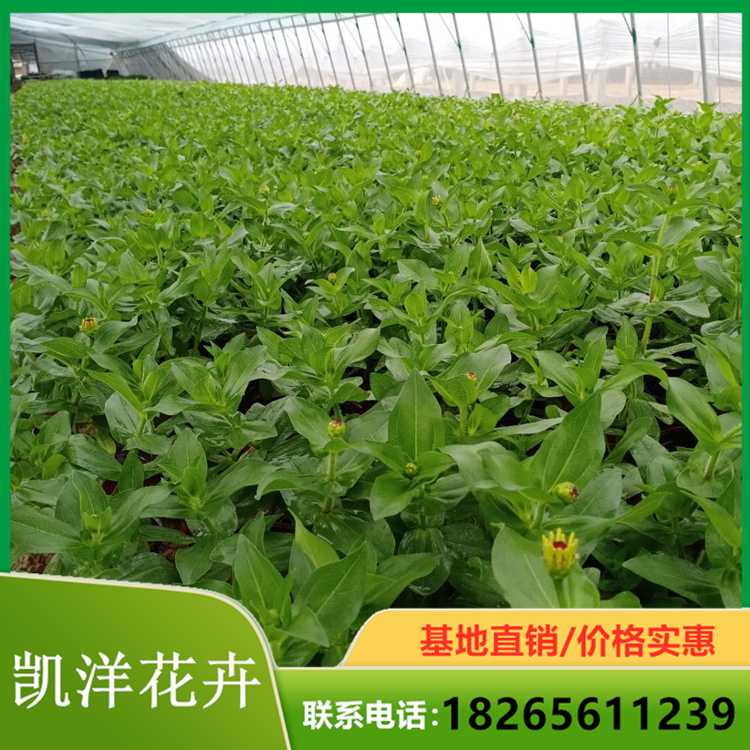 观花百日草基地 百日草培育