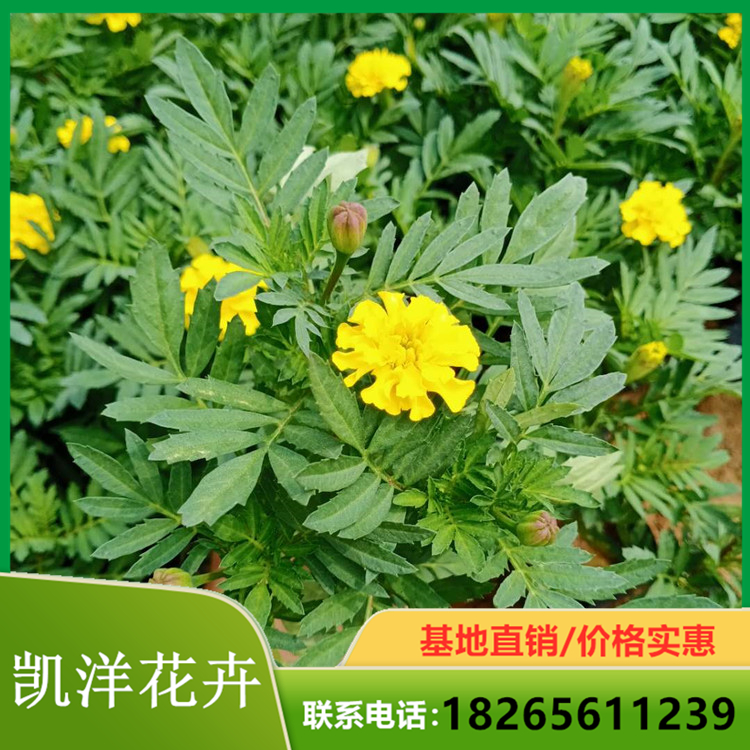 孔雀草盆栽 孔雀草培育 孔雀草直供