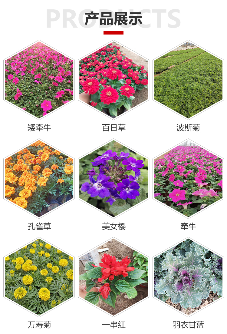 租摆用孔雀草 孔雀草预定 孔雀草盆栽价格 山东孔雀草
