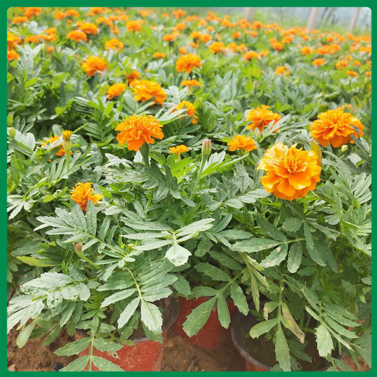 孔雀草基地 启景孔雀草 孔雀草批发商 山东孔雀草