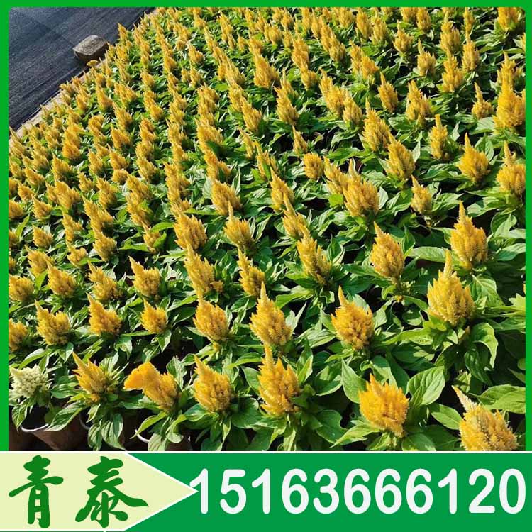 青泰 一支笔盆栽 