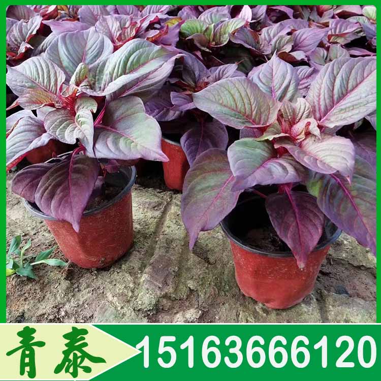 苗圃供应世纪红 世纪红种植基地 欢迎咨询