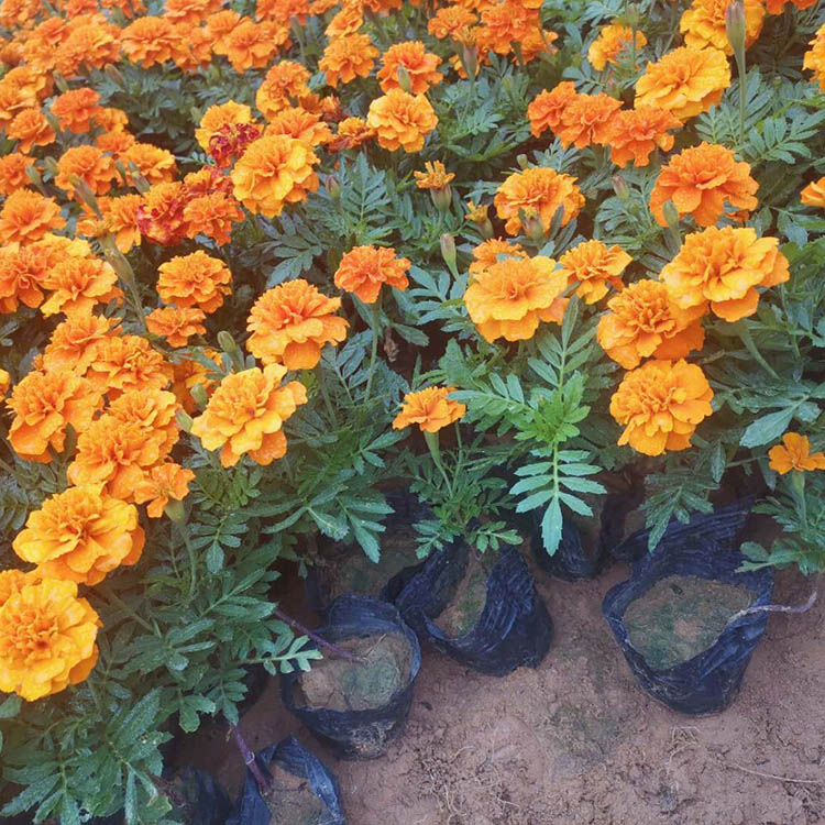品质好孔雀草 孔雀草基地优惠直发 孔雀草批发价格