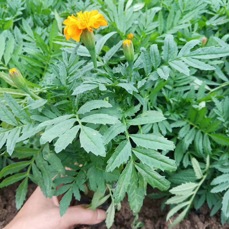 山东花卉孔雀草苗 绿化工程用苗 孔雀草行情