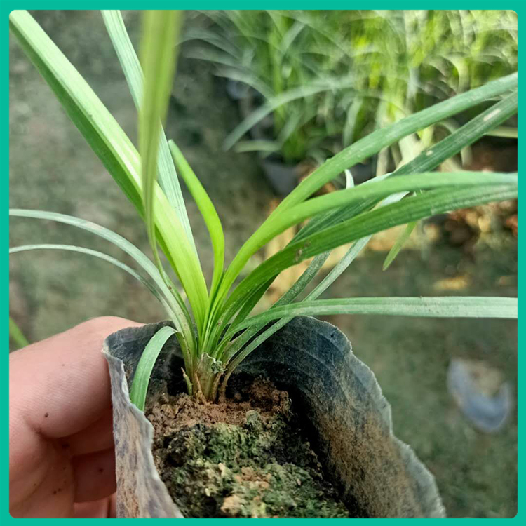 山东草花 地被麦冬草 麦冬草供货商
