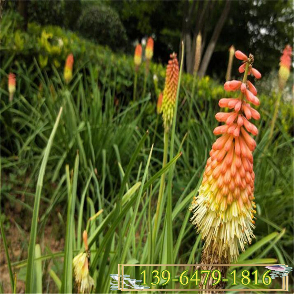 火炬花育苗基地直销 青州火炬花小苗 火把莲营养钵苗园林应用