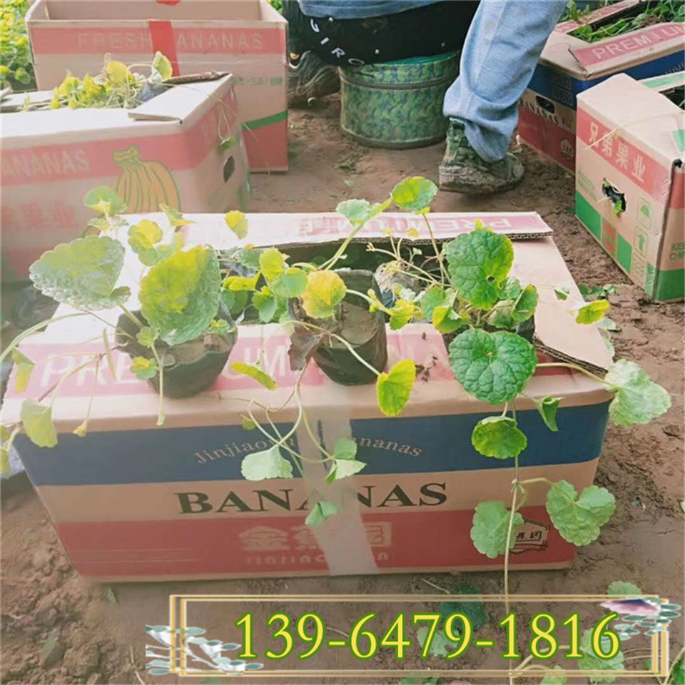 爬坡覆盖地面植物连钱草小苗 青州连钱草营养钵苗价格 工程绿化苗
