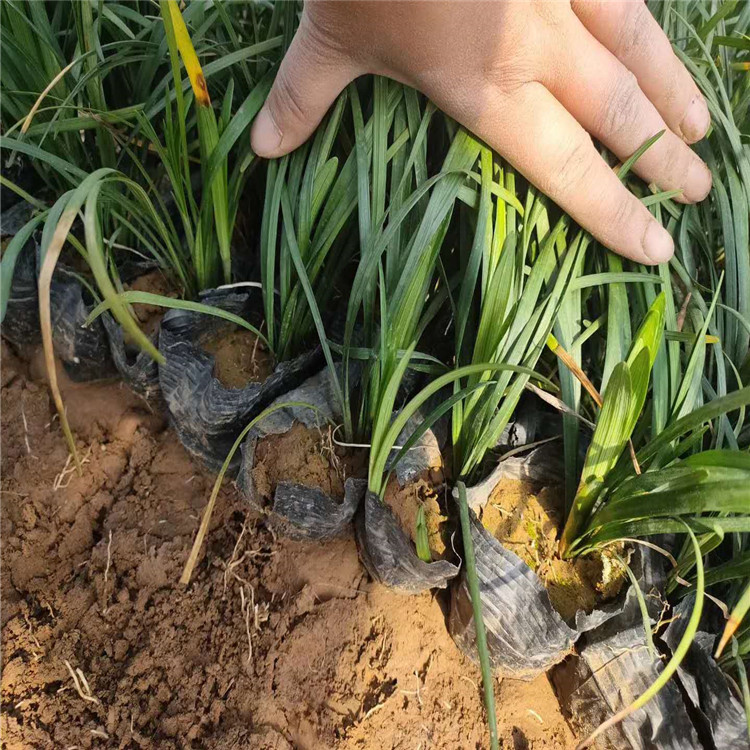 兰花三七花苗青州供应商  绿化园林兰花三七上车价 地被草坪植物