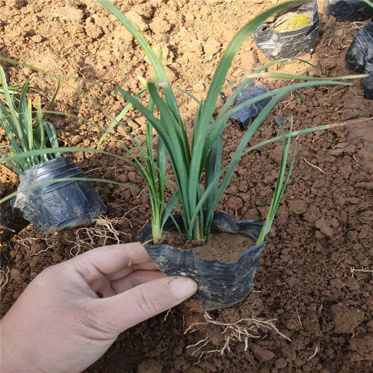 绿化苗兰花三七种植基地 公园兰花三七带盆土小苗 7-8月开花的植物