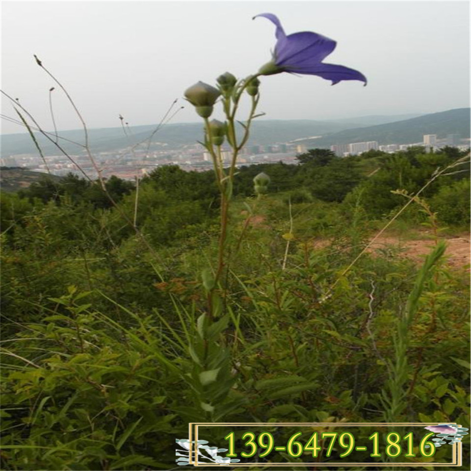 5-7月开花的植物桔梗花 桔梗花小苗的价格 桔梗花的图片