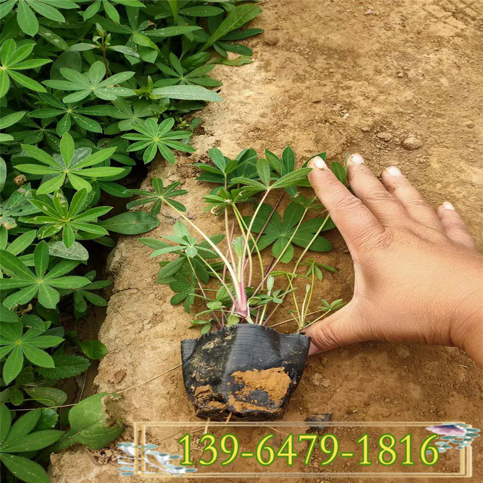 盆栽羽扇豆图片 大量批发羽扇豆 那里有鲁冰花带盆小苗