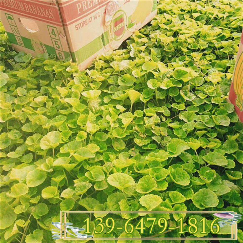 4-5月开花的多年生草花连钱草杯苗 工程绿化连浅草小苗