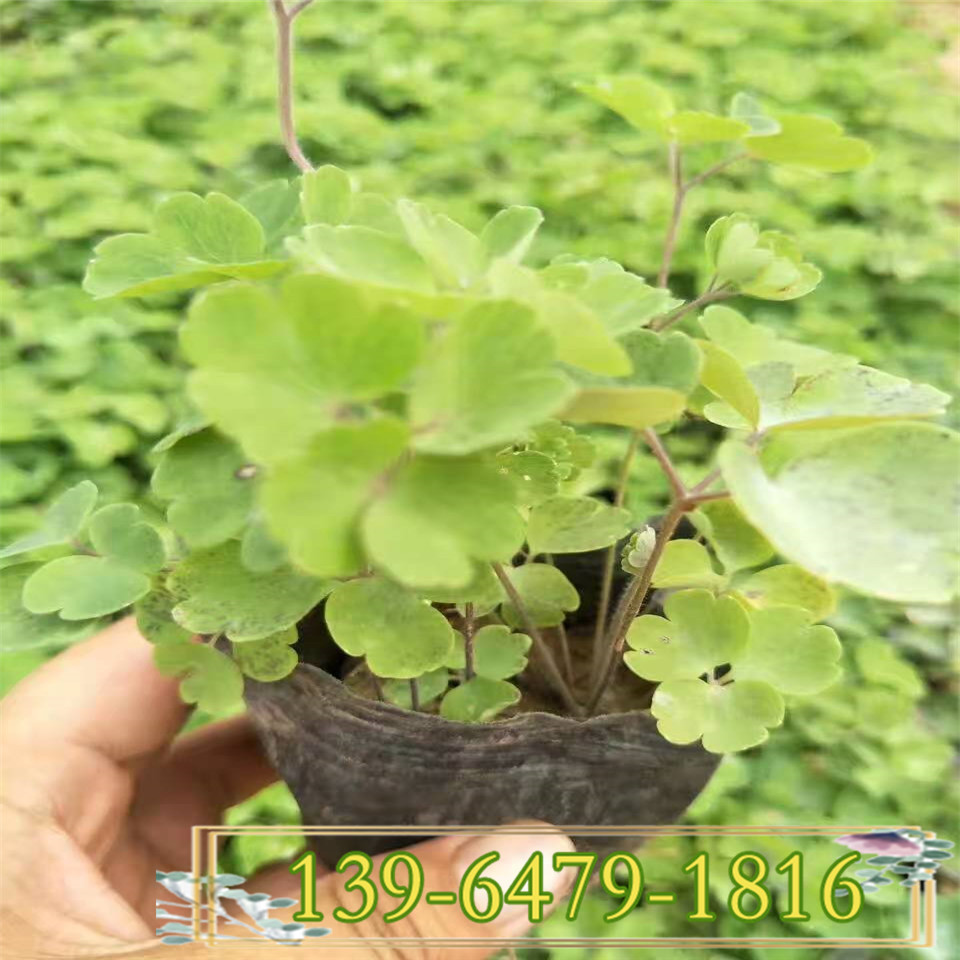 基地直销宿根草花耧斗菜小苗 多年生耐寒猫爪花幼苗
