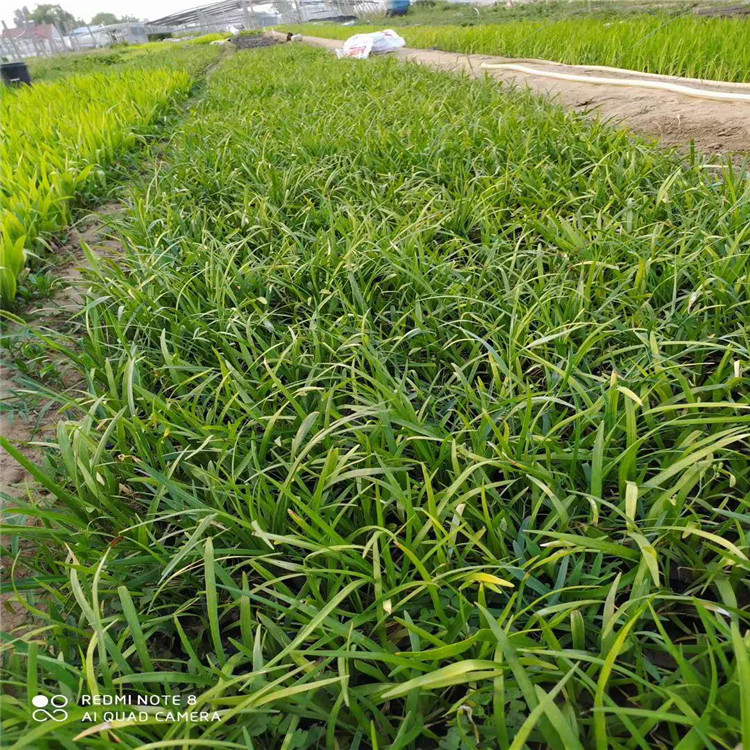 多芽兰花三七营养钵苗基地  兰花三七绿化苗种植基地 青州花卉