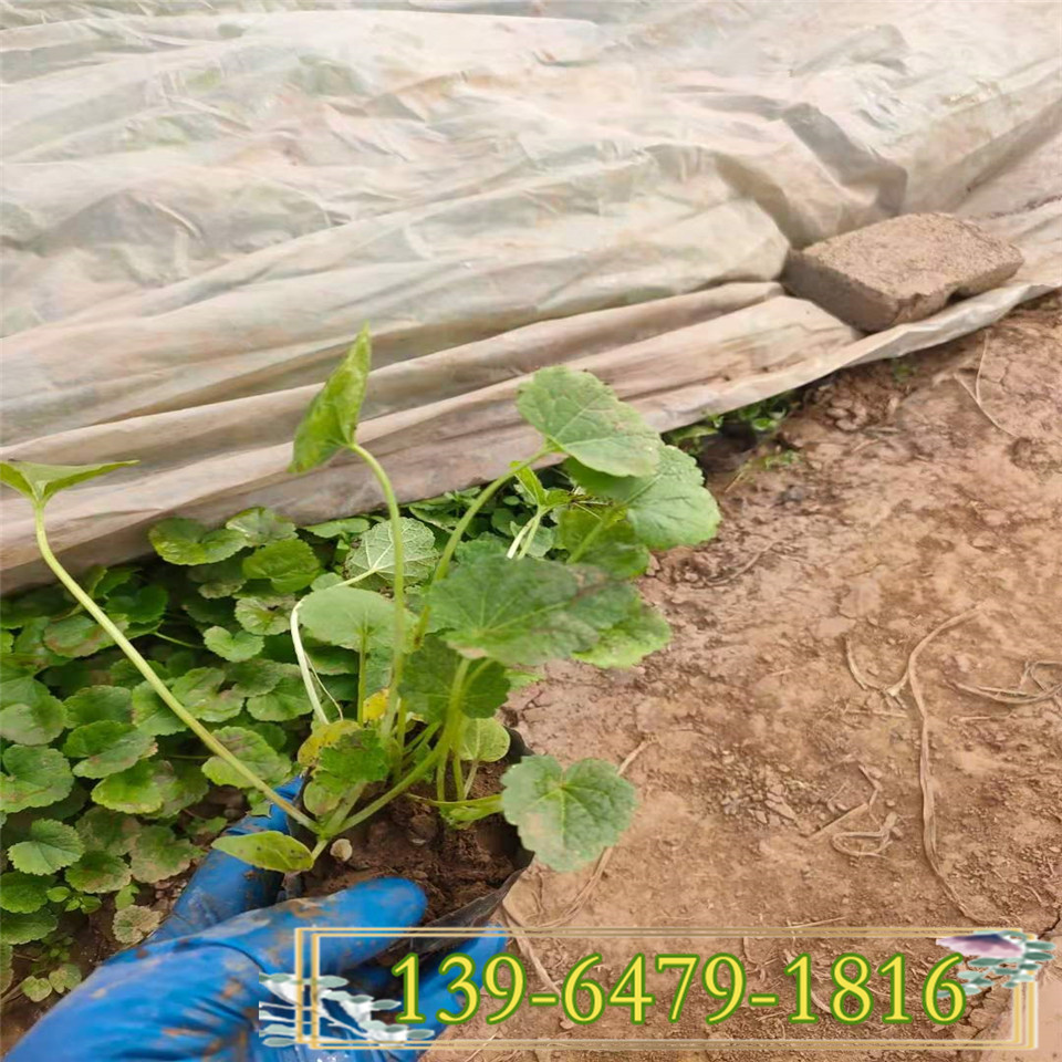青州花卉 宿根花卉连钱草小苗  好品质连钱草营养钵苗