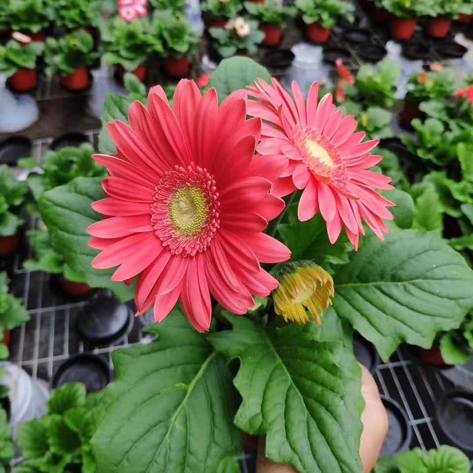 非洲菊供货商 非洲菊小苗价格 非洲菊供应