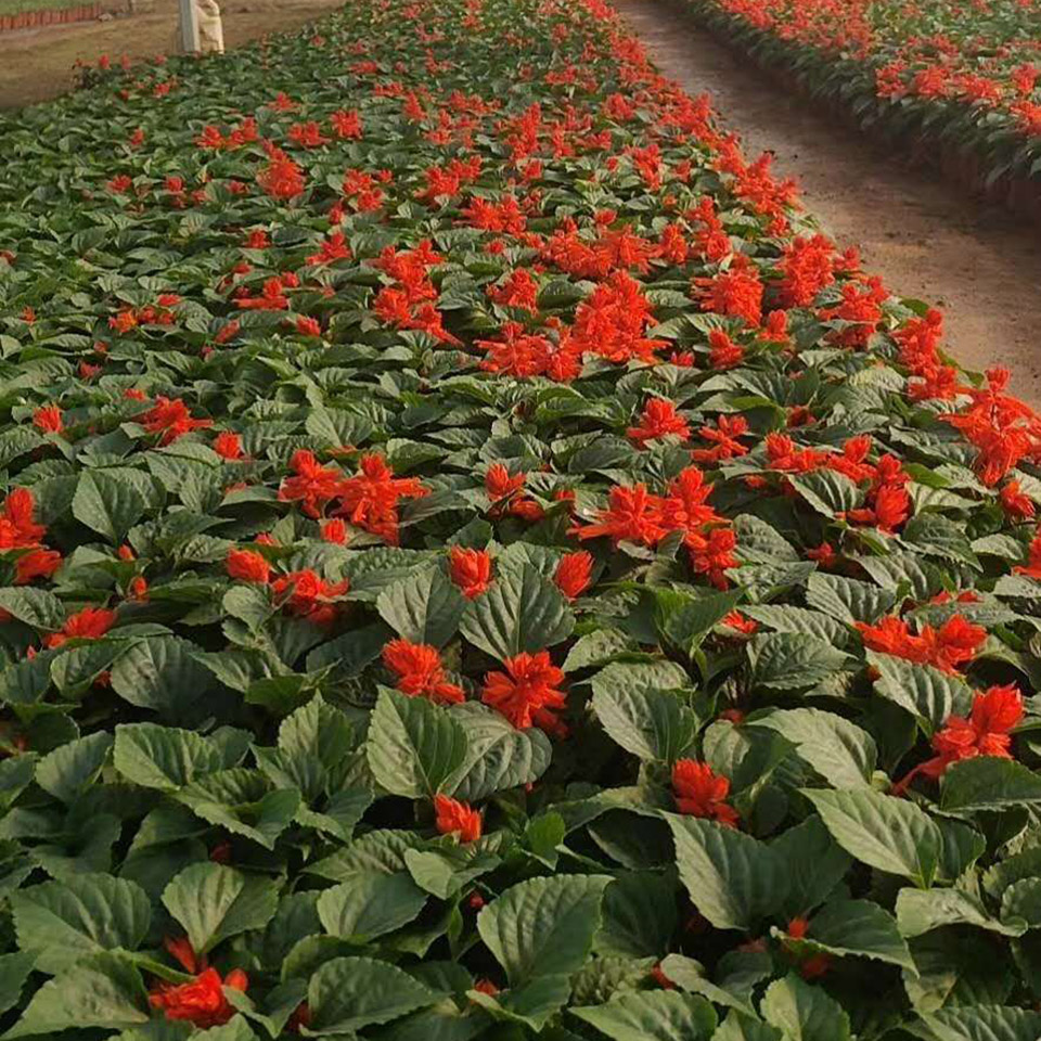 家庭观赏性花卉一串红   一串红小苗价格  适应性好