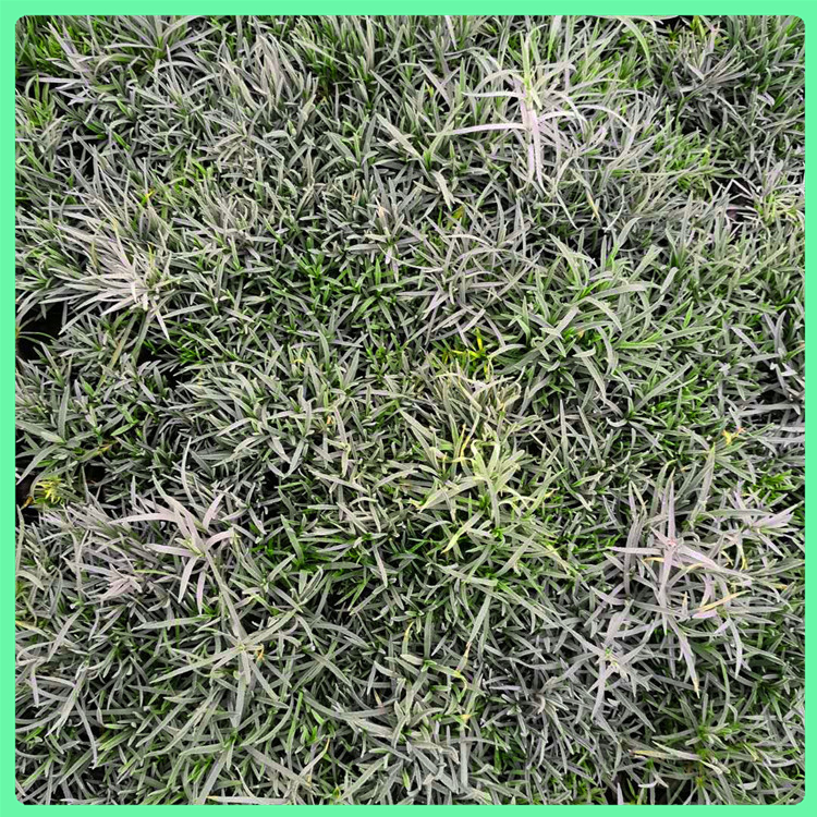  地被石竹 大量批发四季草花石竹营养杯苗 绿化苗木工程