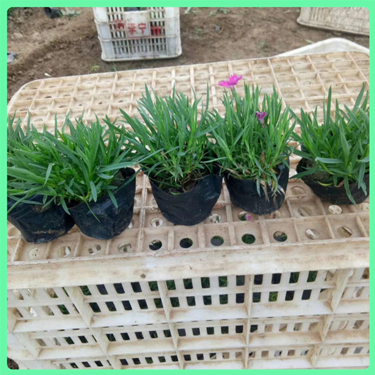 欧石竹 常年供应公园绿化用苗欧石竹营养杯苗 山东草花基地