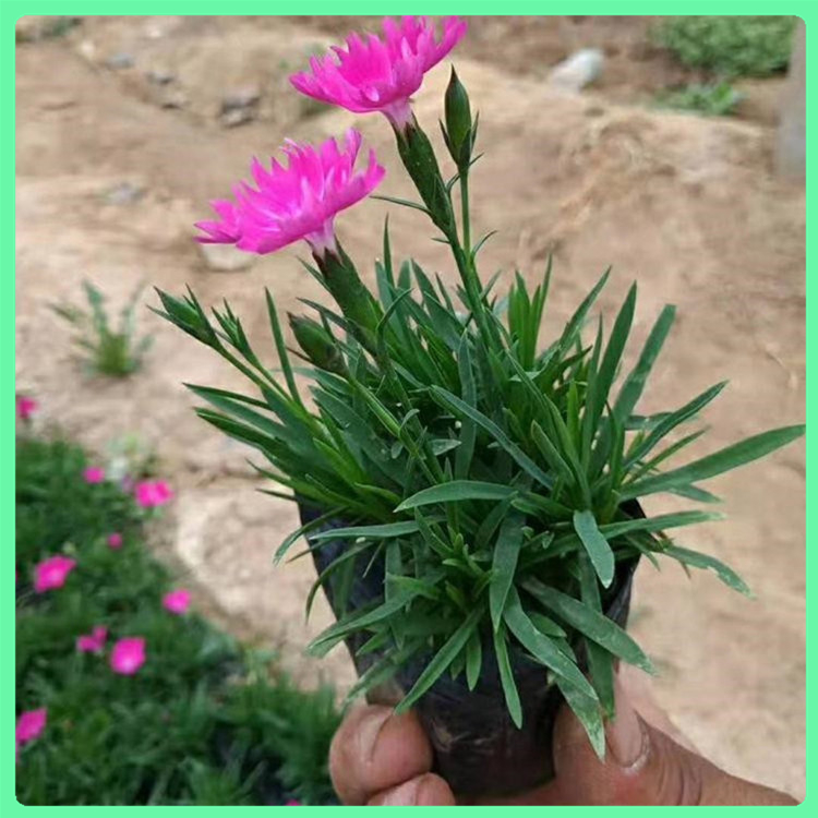欧石竹苗批发 价格从优 山东花海观赏欧石竹