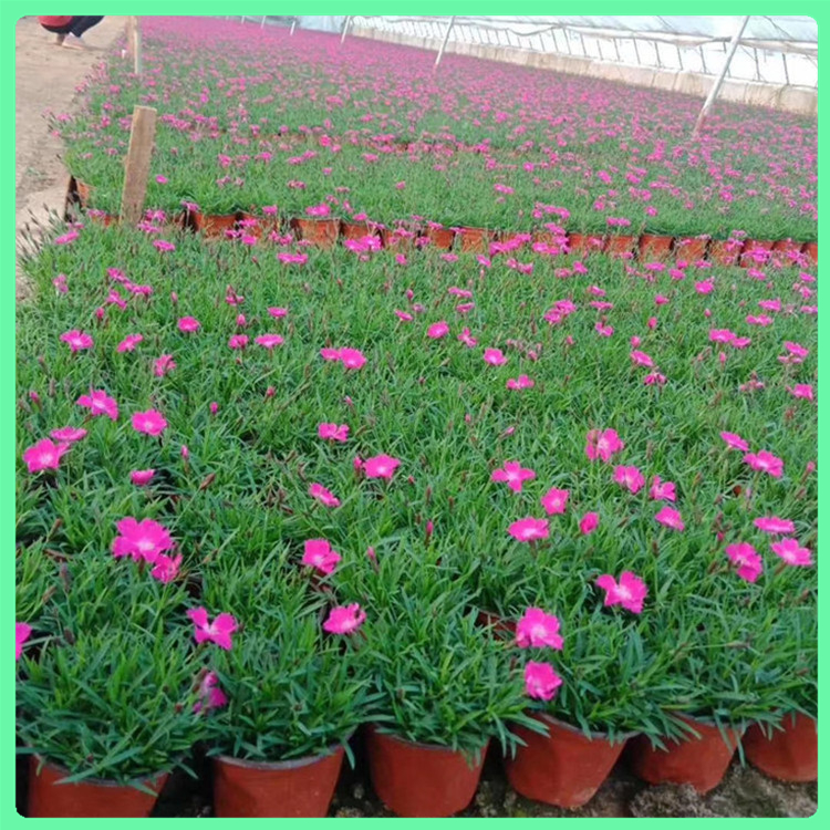  欧石竹 大量批发四季草花欧石竹报价 花坛景观绿化