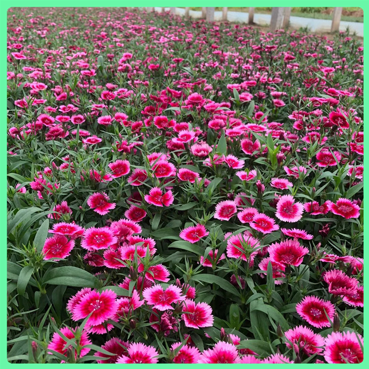   杂交石竹 苗圃供应四季观赏花卉石竹盆栽 园林景观工程