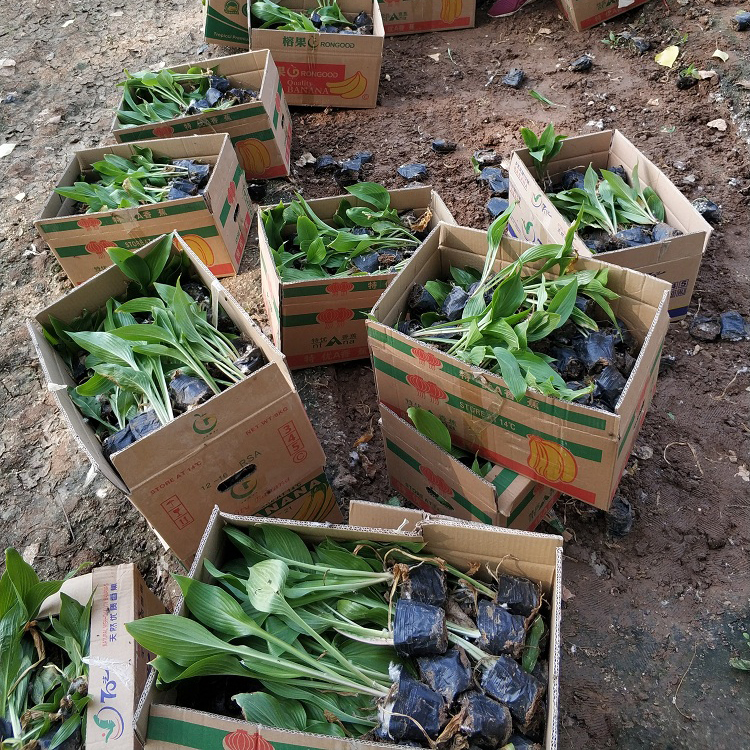 宿根玉簪 玉簪基地 好苗售卖地 青州宿根草花批发