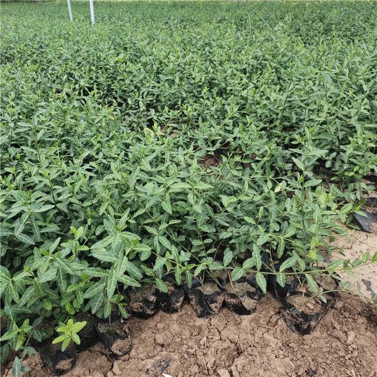 基地供应 青州小叶扶芳藤 小叶扶芳藤行情