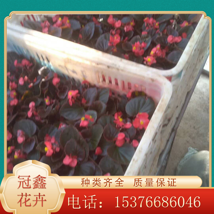 冠鑫花卉苗木常年供应四季海棠 花期3-12月 花期长