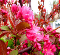 北京四季海棠   8公分海棠   海棠花