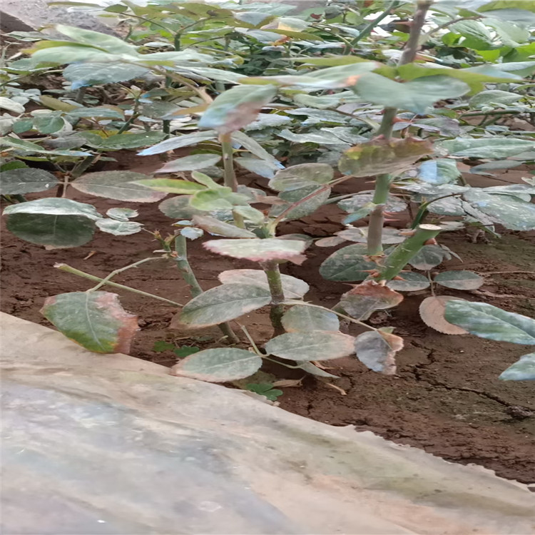 月季花批发 红帽月季价格 红帽月季行情 四季红帽月季