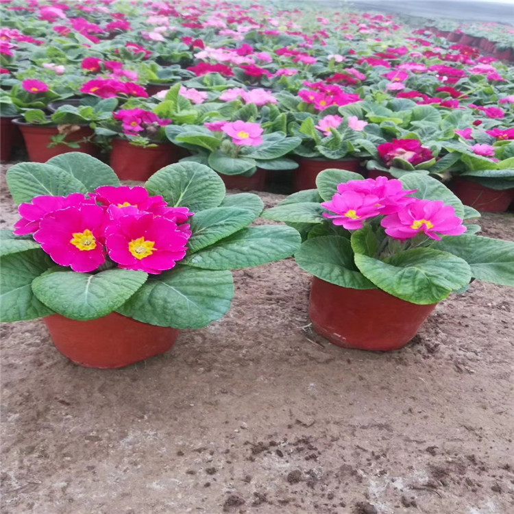 报春花价格 报春花种植基地 报春花批发 江瑞园艺
