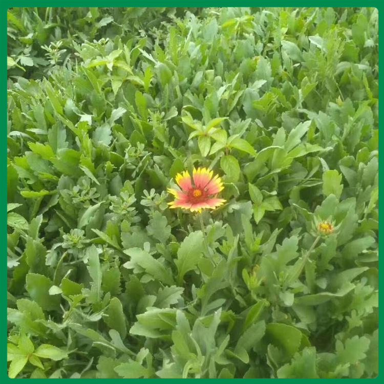 天人菊苗 花期长 青州花卉天人菊供应