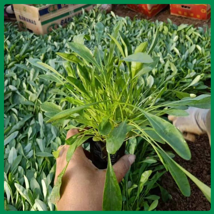 金鸡菊 山东诺森花卉金鸡菊销售 欢迎致电询价