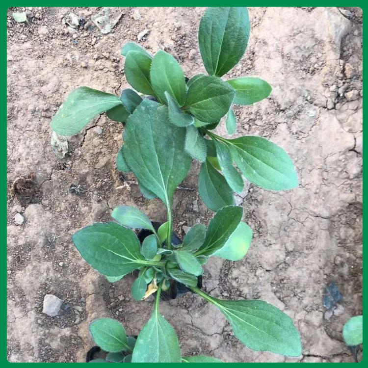 耐寒黑心菊小苗 毛叶金光菊 黑心菊量大价优