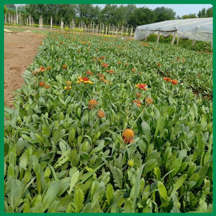 山东种植基地天人菊报价 天人菊小苗 价格优惠