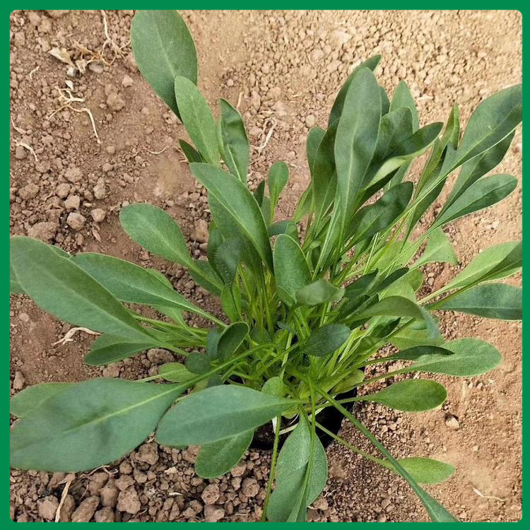金鸡菊价格 质优价廉 山东花卉金鸡菊价格