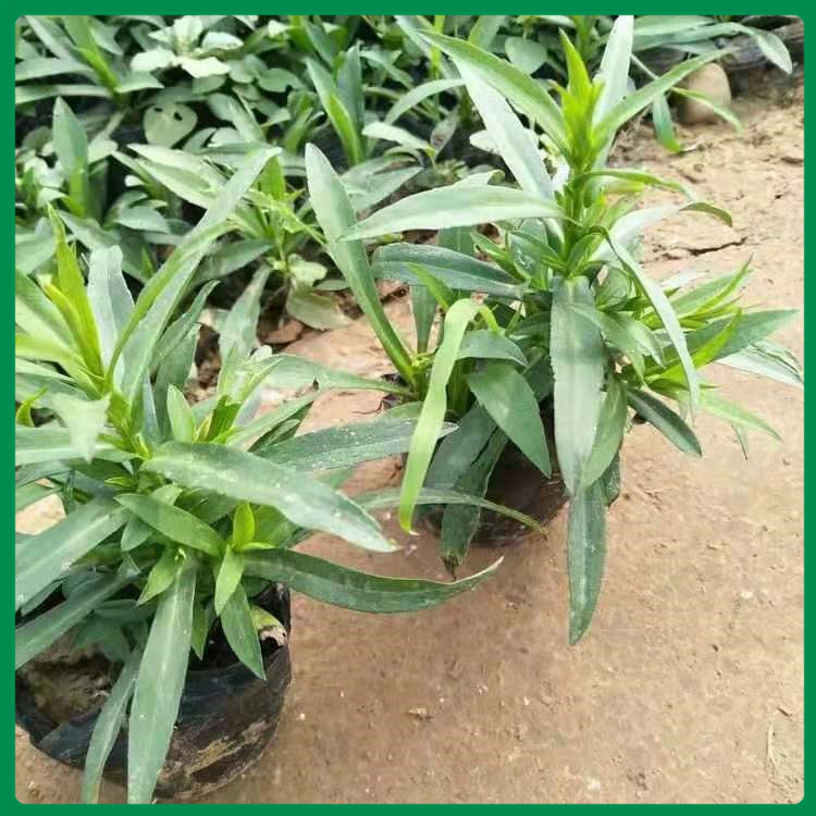 假龙头出售 假龙头种植基地 假龙头苗圃直销