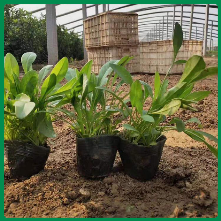 金鸡菊小苗 品质优良 青州种植基地金鸡菊供应