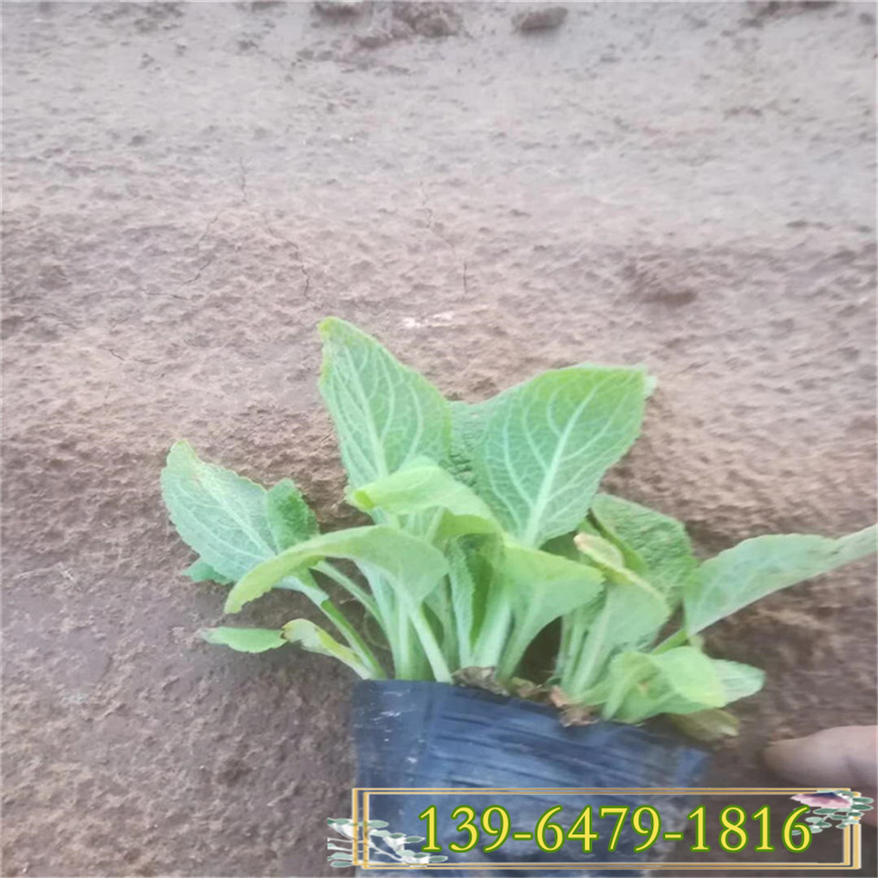 青州毛地黄营养杯小苗 毛地黄园林应用 花期5-6月的开花植物