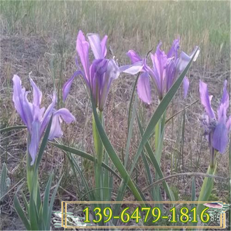 青州马蔺小花苗 马兰花种子花籽 耐旱耐盐碱景观工程苗
