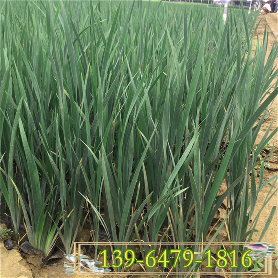 马兰花种植基地 5-6月开花的马蔺工程苗 马莲花绿化苗批发