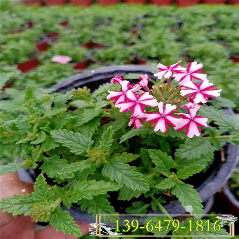 青州花卉红色美女樱小苗 美人樱杯苗批量上市 粉色美女樱