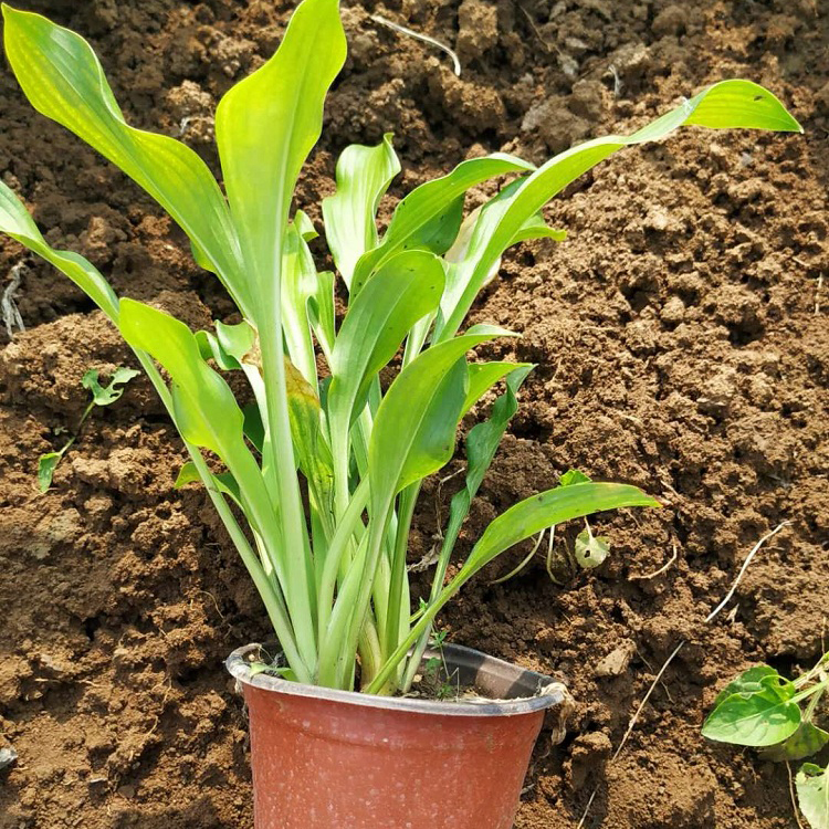 紫花玉簪幼苗培育基地 青州顺和花卉 批发大量玉簪