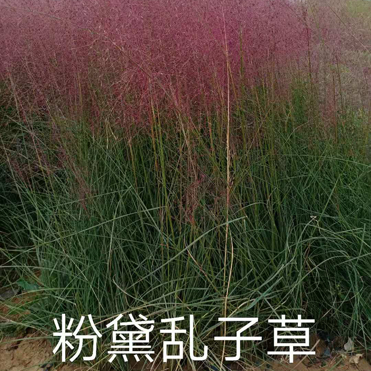 丛生粉黛乱子草 粉黛乱子草价格 培育粉黛乱子草