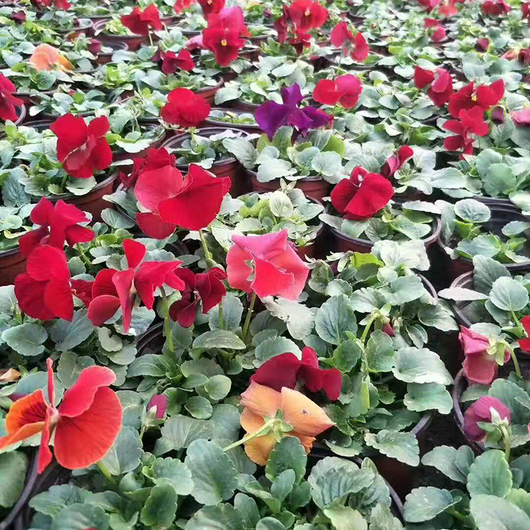三色堇基地 三色堇批发基地 观花草本三色堇
