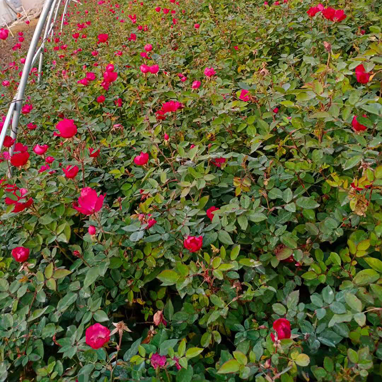 丰花月季预定 丰花月季 多色丰花月季基地直销