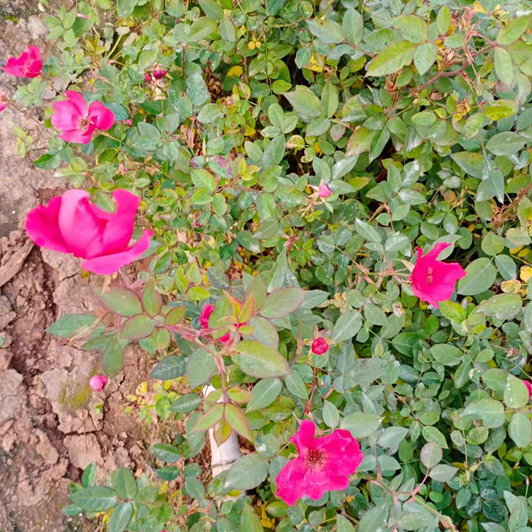 丰花月季花苗 月季花苗供应商 青州月季小苗种植商