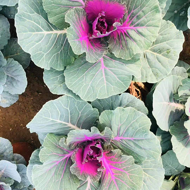 二年生观叶草本花卉 羽衣甘蓝小苗培育 批发供应